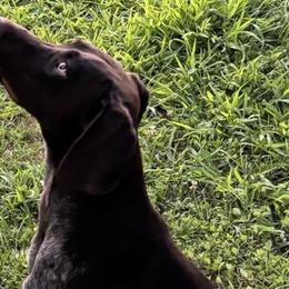 German Shorthaired Pointers from Sara White
