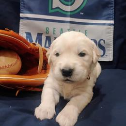 Pink collar girl - Light golden female Golden Retriever puppy in Rochester, Washington from Grand Mound Goldens