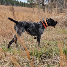 German Wirehaired Pointer puppies from Fleetwood German Wirehaired Pointers