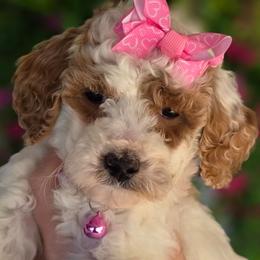 Silk - Parti female Goldendoodle puppy in Vernon, Texas from Sugarland's Texas Goldendoodles