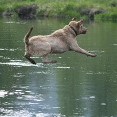 Chesapeake Bay Retriever Puppies from North River Chesapeakes