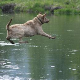 Chesapeake Bay Retriever Puppies from North River Chesapeakes