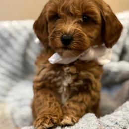 Chow Chow, Goldendoodle, and Poodle Puppies from Regal Canine Creations