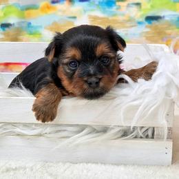 Koda - Blue and gold male Yorkshire Terrier puppy in Monticello, Iowa from Ashley’s Puppies