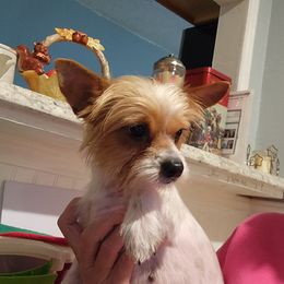 Sadie - Yorkshire Terrier