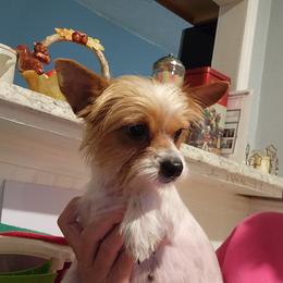 Sadie - Yorkshire Terrier