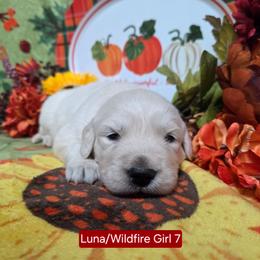 Luna Girl 7 - Light golden female Golden Retriever puppy in Niles, Michigan from Composer Goldens
