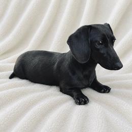 Laya - Dachshund