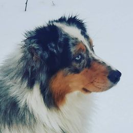 Australian Shepherds from BlueSpark Australian Shepherds