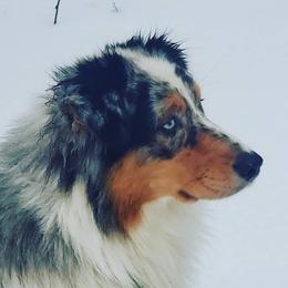 Australian Shepherds from BlueSpark Australian Shepherds