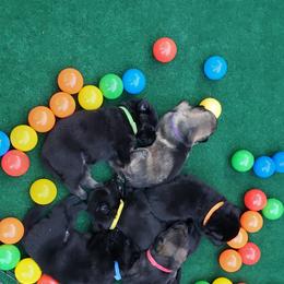 German Shepherd Puppies from Cintron K9