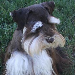Miniature Schnauzer puppies from Rpuppies