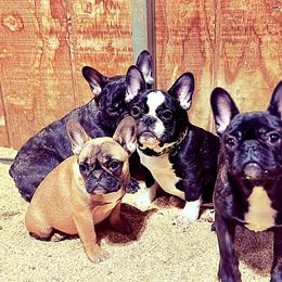 French Bulldog and Labrador Retriever Puppies from Desiree Ortiz's French Bull Dogs and Labrador Retrievers