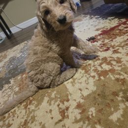 Pumpkin - Apricot female Goldendoodle puppy in Tavares, Florida from Spirited Doodles