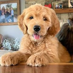 Goldendoodles from Blue River Doodles
