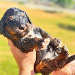 Bradley-Red boy - Black and tan male Companion Cross puppy in Calimesa, California from Teakwoodpoodleofsocal