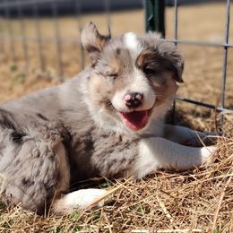 Border Collie Puppies from Bond Border Collies