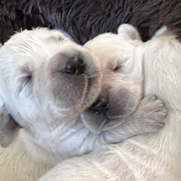 Golden Retriever Puppies from Kashmir’s Golden Retrievers