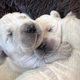 Golden Retriever Puppies from Kashmir’s Golden Retrievers