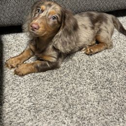 Dachshund and Pembroke Welsh Corgi Puppies from Three K Miniature Dachshunds