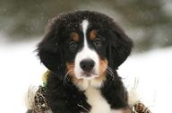 A Bernese puppy in the snow