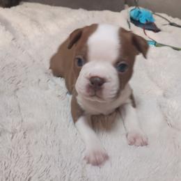Sassy - Miss Red girl - Red female Boston Terrier puppy in Hamilton, Montana from Reds Studio