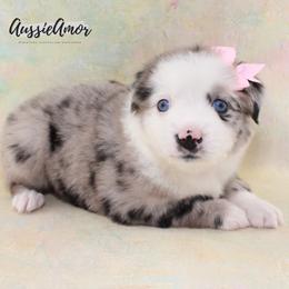 Skylar - Blue merle female Miniature Australian Shepherd puppy in Pinehurst, Texas from Aussie Amor
