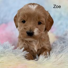 Zoe - Apricot female Australian Labradoodle puppy in Londonderry, New Hampshire from Granite State Labradoodles