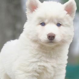 Marlo - White male Siberian Husky puppy in Woodlawn, Virginia from Delta Huskies