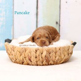 Pancake - Caramel red female Australian Labradoodle puppy in Hurricane, Utah from Red Desert Doodles