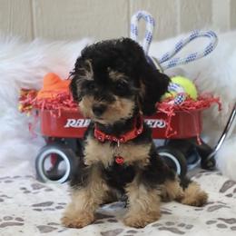 Canaan - Phantom male Poodle puppy in Green Forest, Arkansas from Horseshoe Drive Kennel