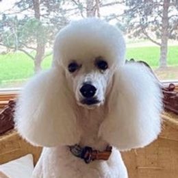 Poodles from TJMR Kennels