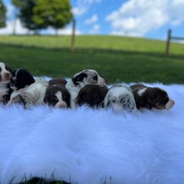Australian Shepherd Puppies from Aussies Of Circle H