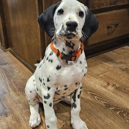 Elliot - White and black male Dalmatian puppy in Livonia, Missouri from Buttonridge Dalmatians