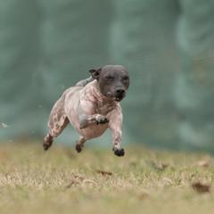 American Hairless Terrier All Grown Up from New Hope Kennel