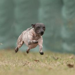 American Hairless Terrier All Grown Up from New Hope Kennel