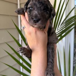 Hazel - Merle female Goldendoodle puppy in Easley, South Carolina from Our Darling Doodles