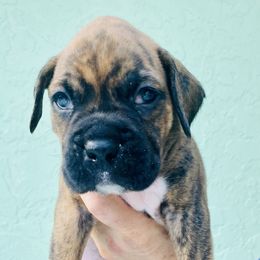 Boxer Puppies from Kruse Boxers
