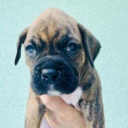 Boxer Puppies from Kruse Boxers