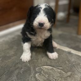 Wilber - Black and white male Aussiedoodle puppy in Strasburg, Pennsylvania from Still Water Puppies