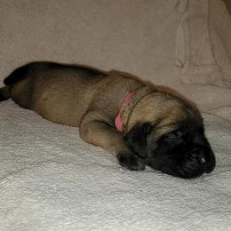 Girl 4 - Fawn Mastiff puppy in Aurora, Colorado from Bratay Mastiffs