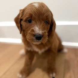Ginger - Red  female Goldendoodle puppy in Auburn, Indiana from Martin’s Doodles