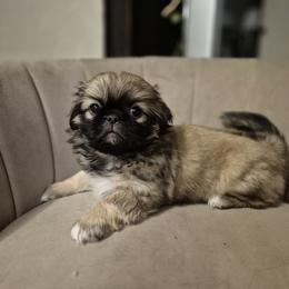 Pekingese Puppies from Megan Day