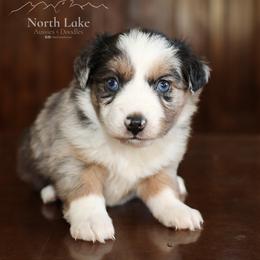 Adeline - Blue merle female Miniature Australian Shepherd puppy in Hamilton, Montana from North Lake Aussies