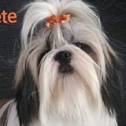 Pete - Shih Tzu