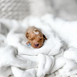 Enzo - Red  male Goldendoodle puppy in Springville, Utah from Happy Doodle