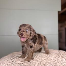 Pompano - Brown merle male Aussiedoodle puppy in Sweetwater, Florida from Sandy Snout Doodles