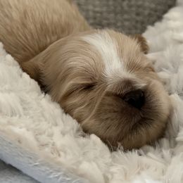 Maltese, Pomeranian, Shih Tzu, and Yorkshire Terrier Puppies from Gibbs Gorgeous Paws LLC