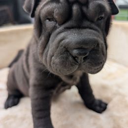 Girl 2 - Black female Chinese Shar-Pei puppy in Autryville, North Carolina from T&D'S Razen Wrinkles Shar-pei