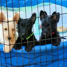 Scottish Terrier Puppies from Nicole's Scottish Terriers